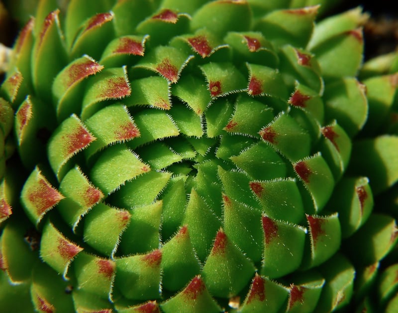 Sempervivum
