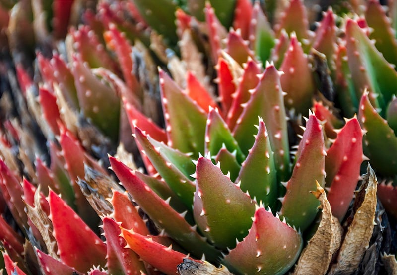 Sedum